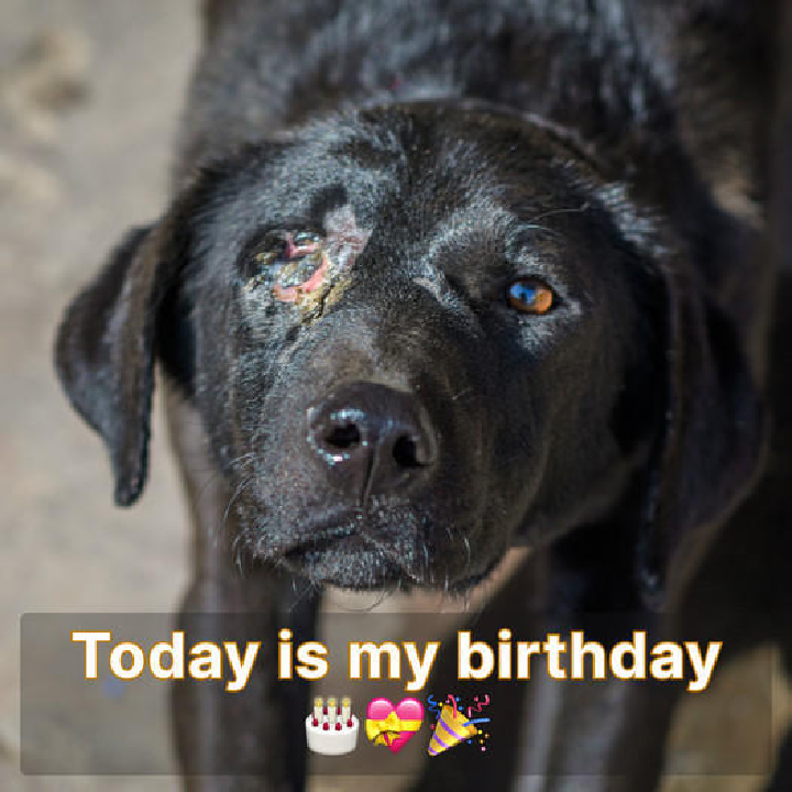 Abandoned Dog Finds a New Beginning on His Birthday