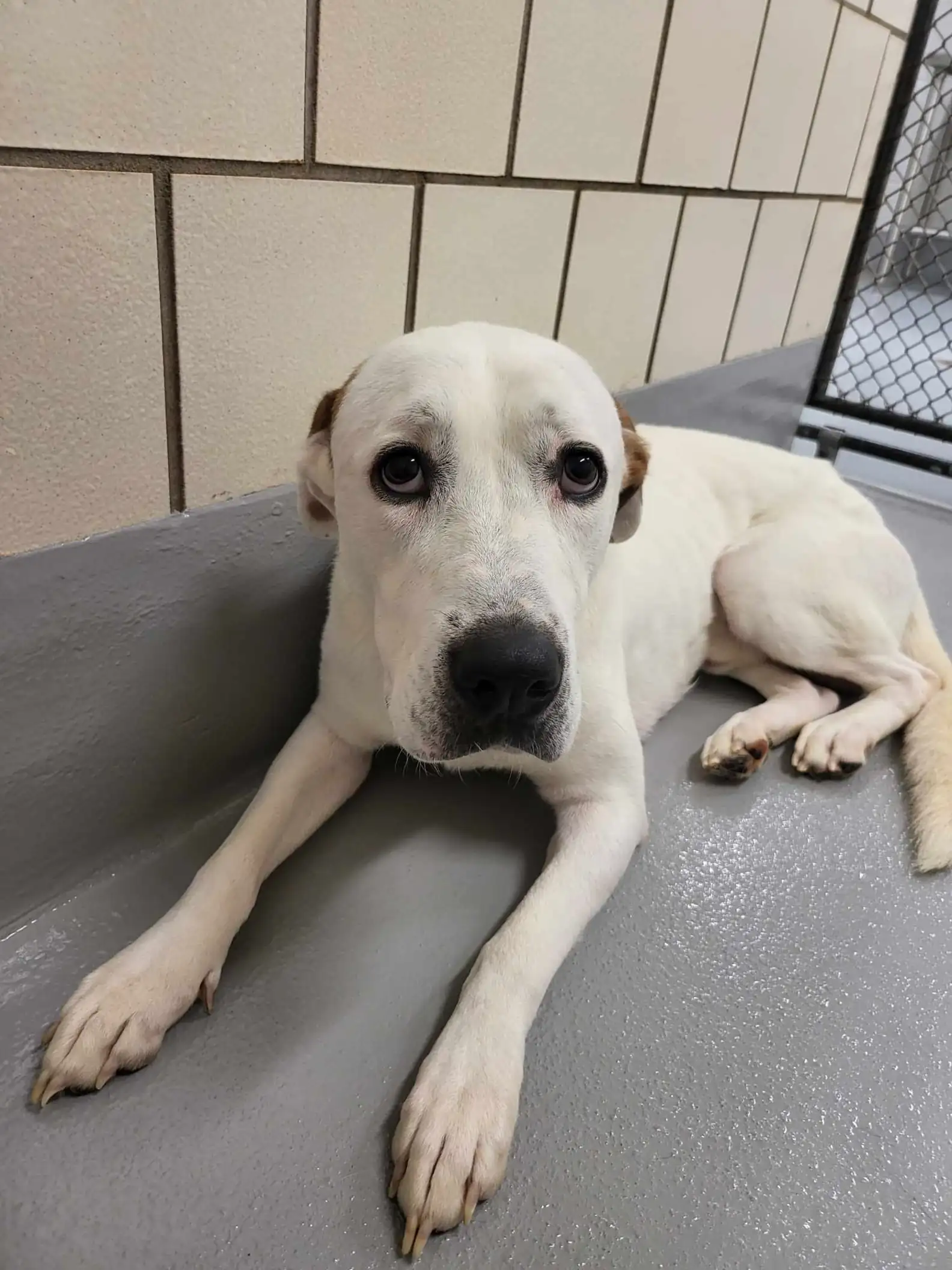 Stanford’s Birthday Wish: From Heartbroken Shelter Dog to Foster Family’s New Best Friend