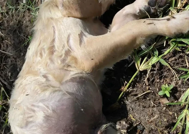 Puppies Rescued from Stream Celebrate New Beginnings on Their Birthday