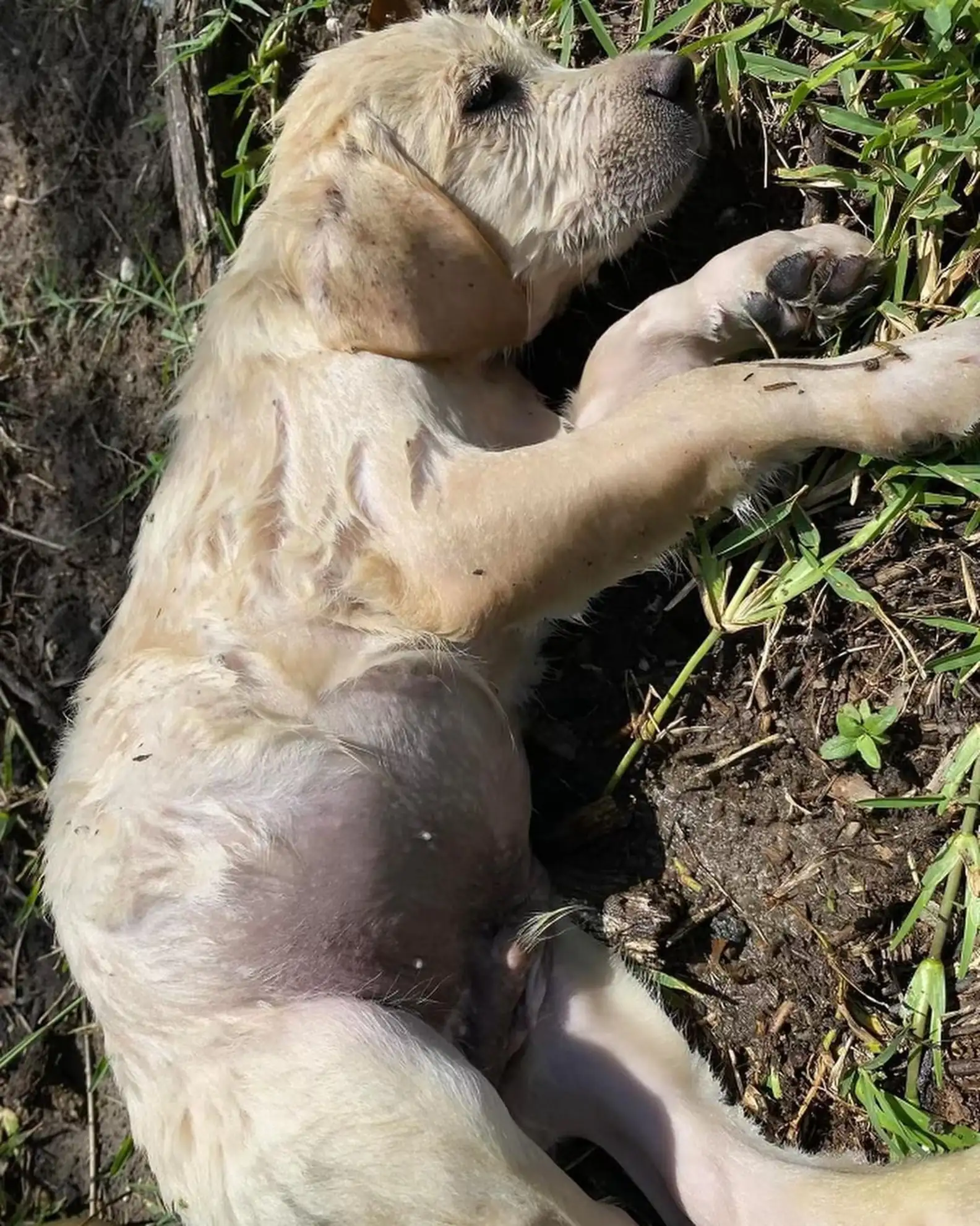 Puppies Rescued from Stream Celebrate New Beginnings on Their Birthday