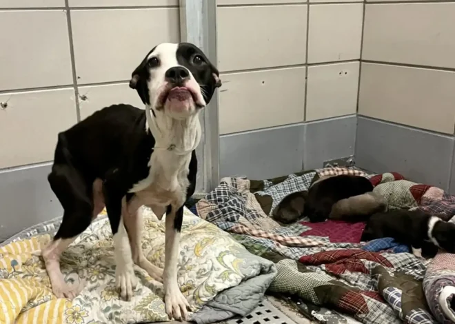 Mama Dog and Her Puppies Celebrate a New Beginning After Being Saved Just in Time