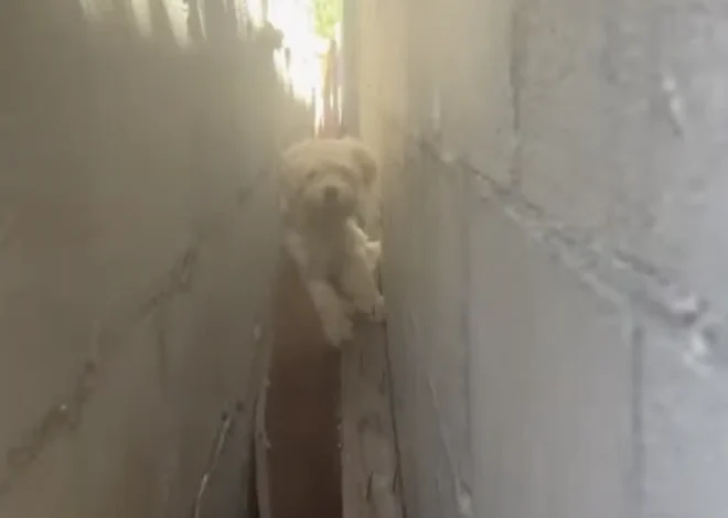 Casper’s Great Escape: The Fluffy Pup Who Found a New Life on His Birthday