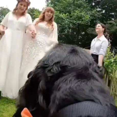 Bobby’s Big Day: The Wedding Videographer Dog Celebrates His Birthday in Style